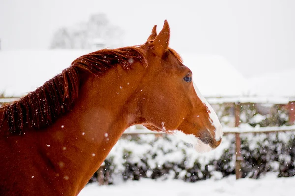 Kışın kestane kırmızısı at portresi — Stok fotoğraf