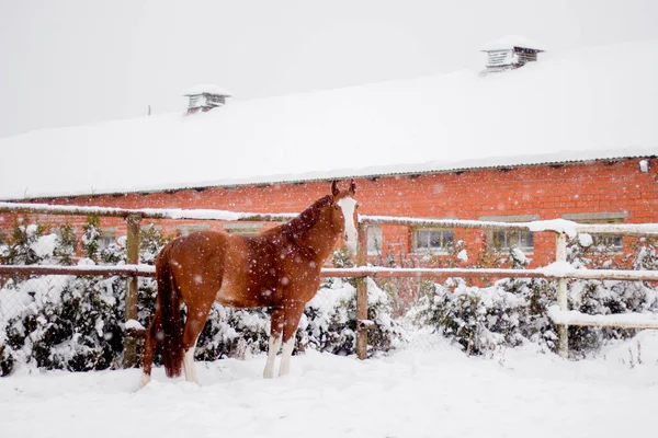 Krásný kaštanový kůň kráčí ve sněhovém výběhu — Stock fotografie