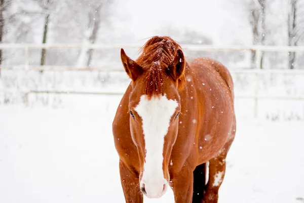 Hermoso retrato de caballo rojo castaño en invierno — Foto de Stock