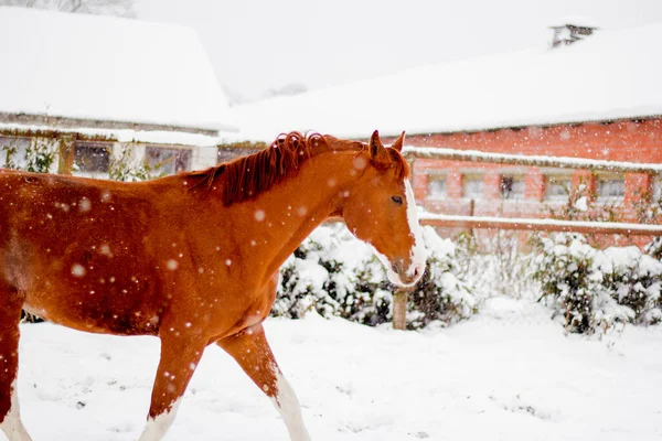 Magnifique cheval de châtaignier marchant dans le paddock à neige — Photo