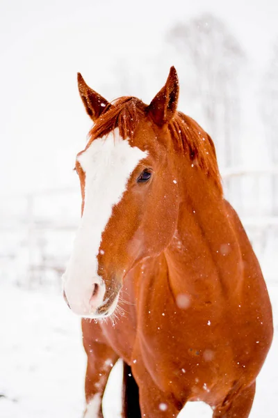 Retrato de cavalo vermelho castanho bonito no inverno — Fotografia de Stock