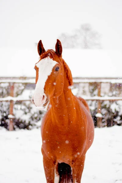 冬の美しい栗の赤い馬の肖像画 — ストック写真