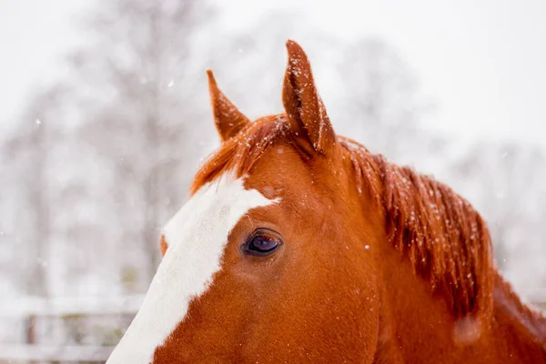 Kışın kestane rengi at kafası yakın. — Stok fotoğraf