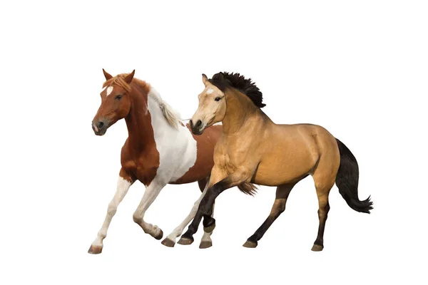 Dos ponis galopando aislados en blanco Fotos De Stock