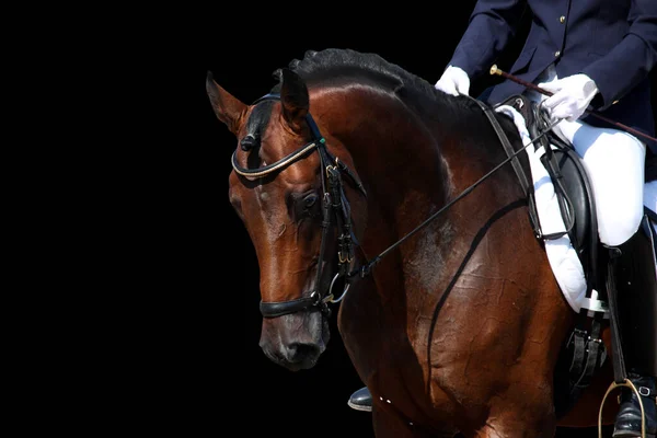 Bay portret konia podczas ujeżdżenia show izolowane na czarno Obraz Stockowy