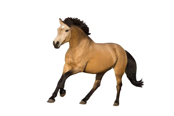 Dun pony galloping isolated on background Stock Picture