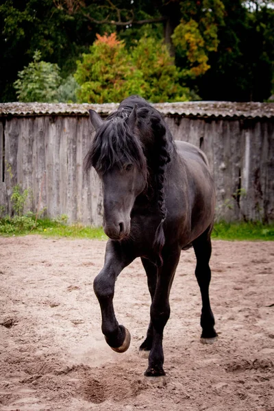 Bonito cavalo friesiano chutando sua perna brincalhão — Fotografia de Stock