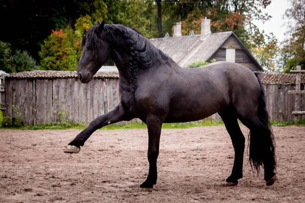 Hermoso caballo frisón pateando su pierna juguetón — Foto de Stock