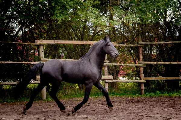 Bonito cavalo friesiano trotando no paddock — Fotografia de Stock