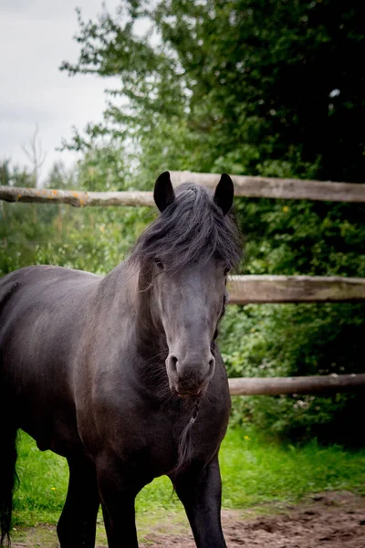 Πορτρέτο του όμορφου μαύρου αλόγου friesian — Φωτογραφία Αρχείου