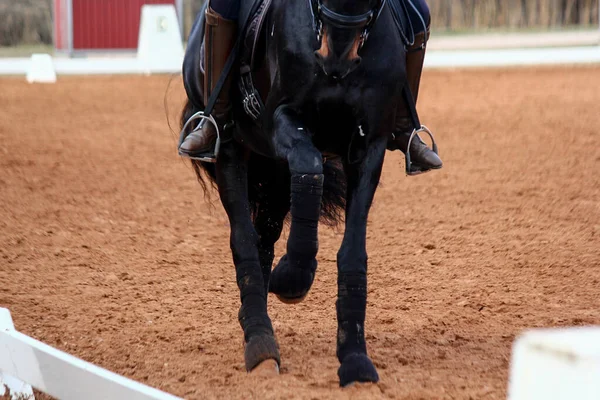 Gros plan des jambes de cheval de dressage sportif — Photo