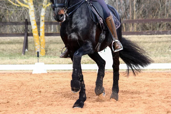 Primo piano di sport dressage cavallo gambe — Foto Stock