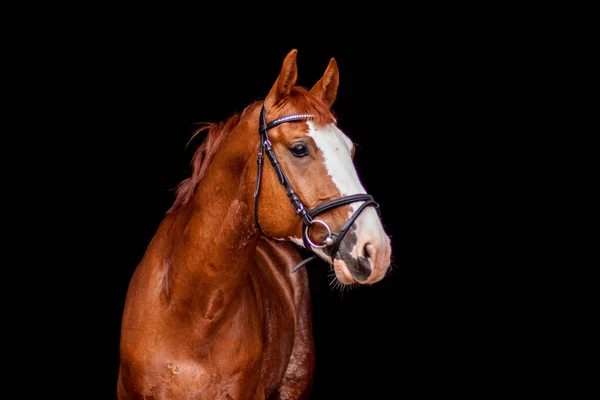 Vacker kastanj sport häst porträtt på svart — Stockfoto