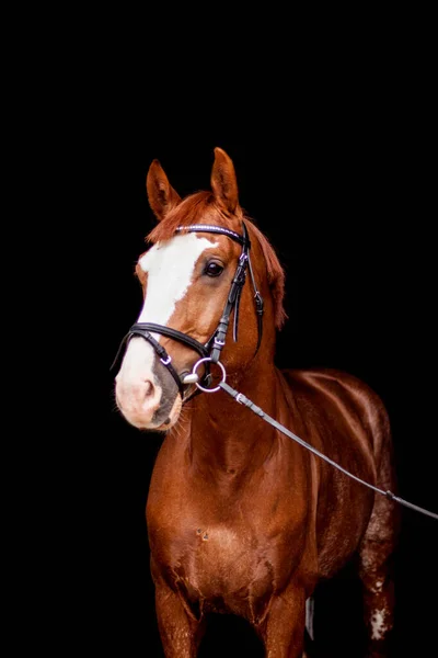 Bonito castanha esporte cavalo retrato em preto — Fotografia de Stock