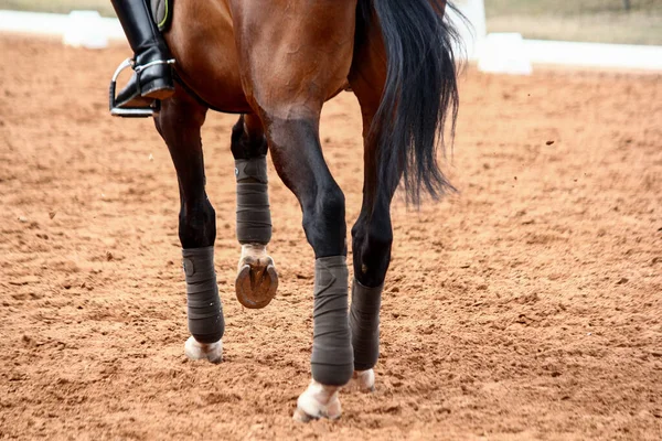 Close-up van sport dressuur paard benen Stockafbeelding