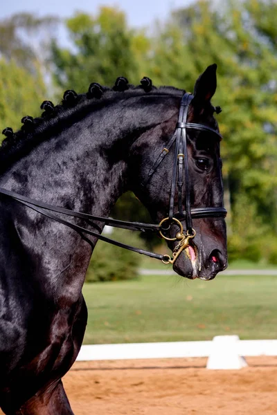 Porträtt av svart dressyr sport häst — Stockfoto