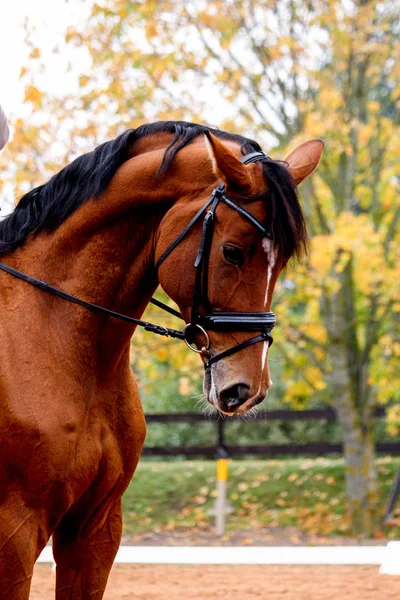 Retrato de bela luz cavalo baía no outono — Fotografia de Stock