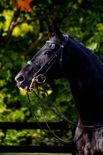 Portrét černého drezurního sportovního koně — Stock fotografie