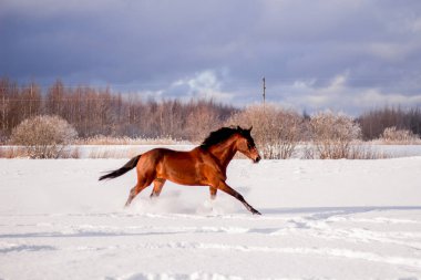 Kahverengi at kar tarlasında dört nala gidiyor.