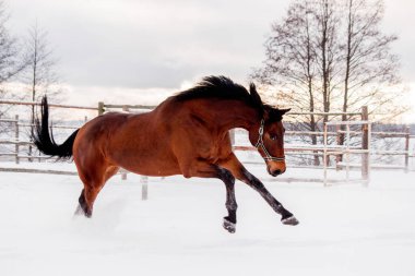 Kahverengi at kar tarlasında dört nala gidiyor.