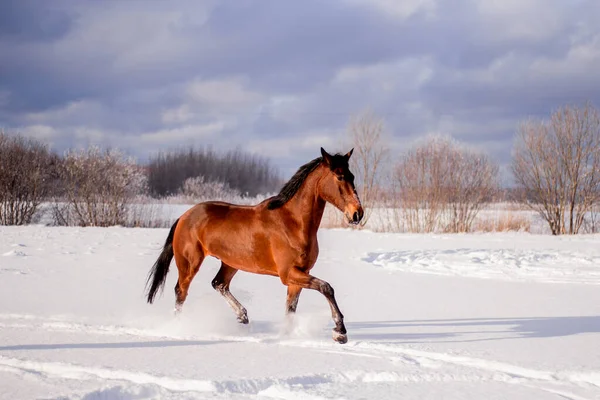 Bay horse in the snow trotting — Stok fotoğraf