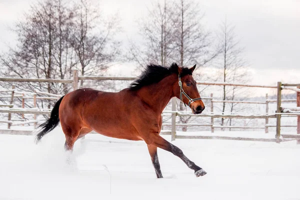 雪原の茶色の馬のギャロップ — ストック写真