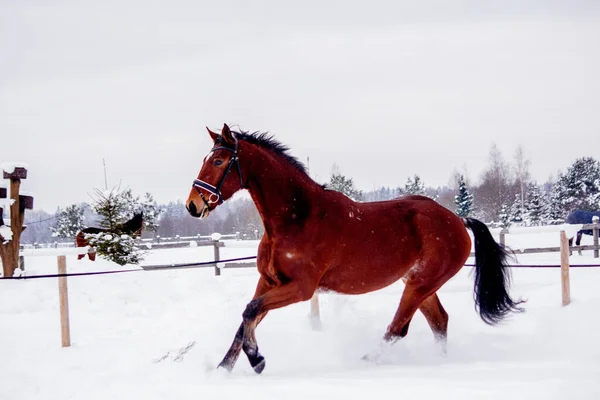 Brown horse galloping in the snow field — Stock Photo, Image