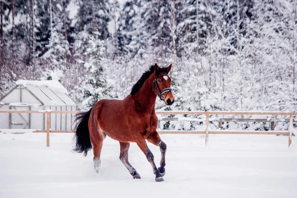 Коричневая лошадь скачет по снежному полю — стоковое фото