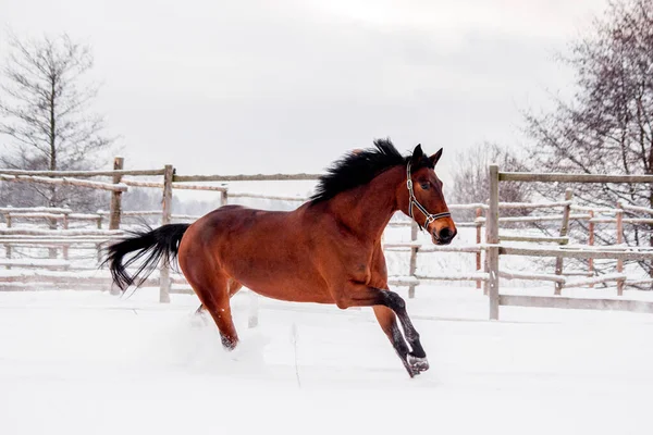 Brązowy koń galopujący na polu śniegu — Zdjęcie stockowe