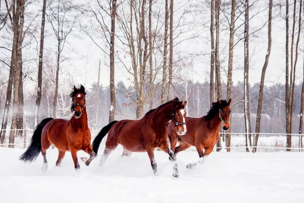 Tres caballos de la bahía jugando en la nieve en invierno —  Fotos de Stock
