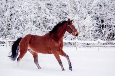 Kahverengi at kar tarlasında dört nala gidiyor.
