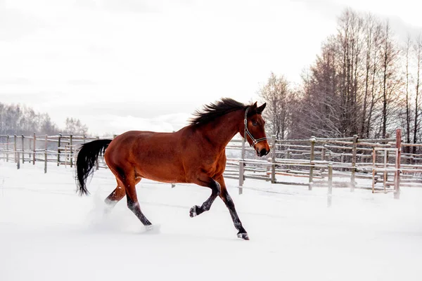 Kahverengi at kar tarlasında dört nala gidiyor. — Stok fotoğraf