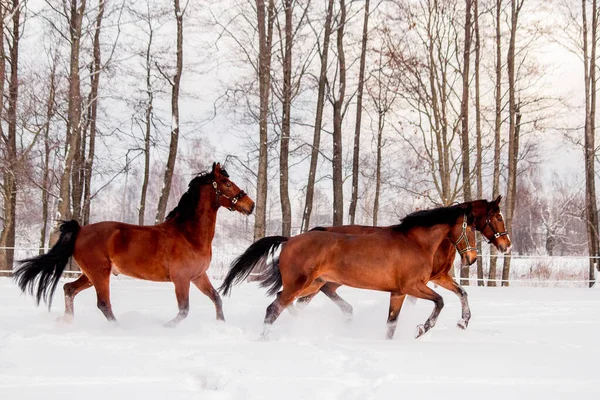 Tres caballos de la bahía jugando en la nieve en invierno —  Fotos de Stock