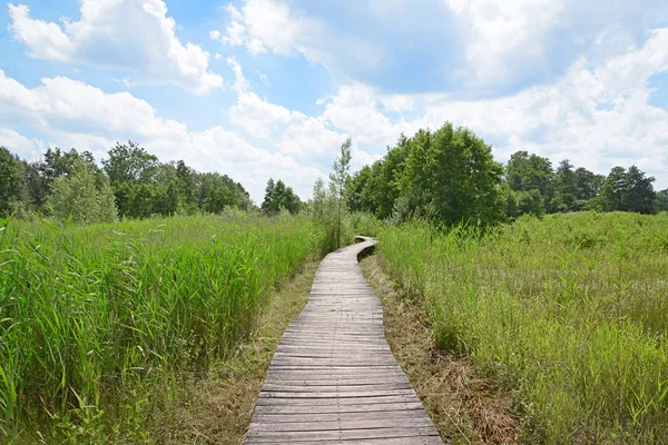 Wood path in nature park Het Beekbergse Woud.