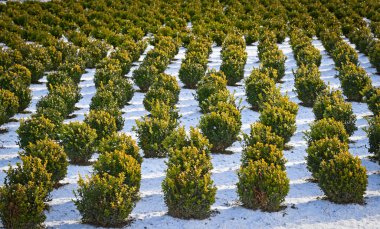 Snow covered rows in a nursery with sculpted boxwood. clipart