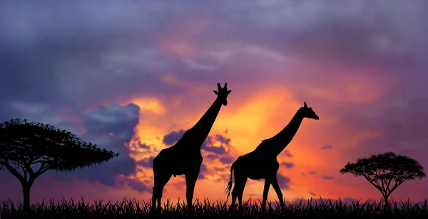 Sunset in the African Savannah — Stock Photo, Image