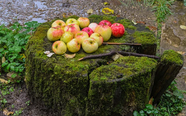 Jabłka na starym pniu. — Zdjęcie stockowe