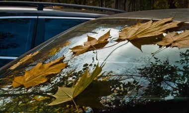 Arabanın ön cam üzerinde düşen yapraklar
