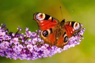 Beautiful butterfly on a branch of flowers. clipart