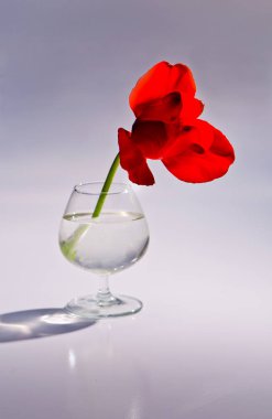 Bir bardak su içinde güzel kırmızı lale.
