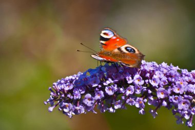 Dal çiçek güzel kelebek.