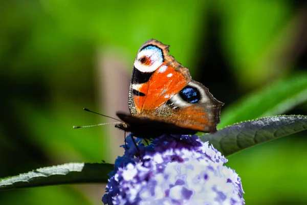 Bela borboleta em um ramo de flores . — Fotografia de Stock