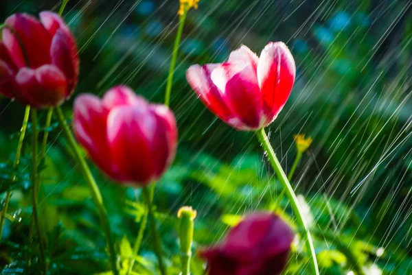 Röda tulpaner under en skarp dusch av regn och vindbyar. — Stockfoto
