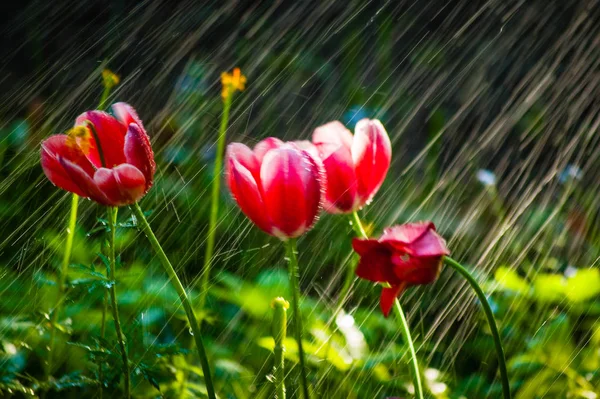 Röda tulpaner under en skarp dusch av regn och vindbyar. Royaltyfria Stockfoton
