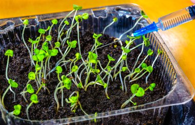 Fide sulama ilk çıkması tıbbi yardımı ile 