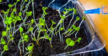 Fide sulama ilk çıkması tıbbi yardımı ile 