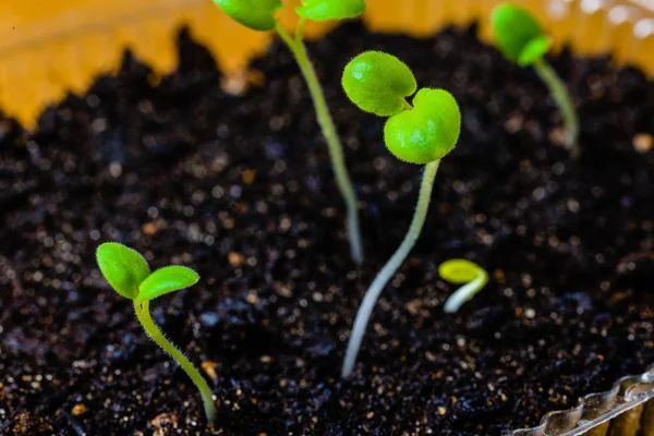 Growing seedlings from seed, the first shoots of pelargonium.