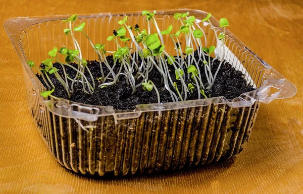 Növekvő magról nevelt növények, a vetőmag, az első hajtások a bazsalikom. Stock Kép