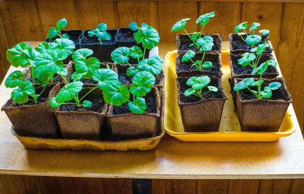 Plantor av blomma på balkongen. Stockbild