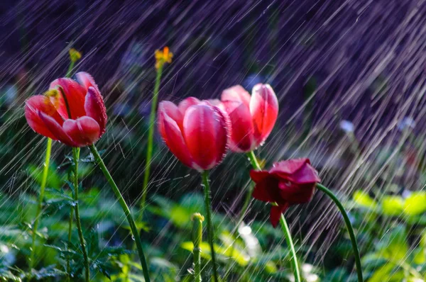Röda tulpaner under kraftiga regn. — Stockfoto